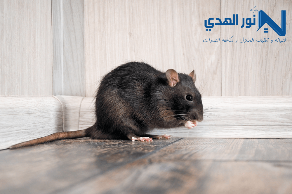 شركة رش مبيدات بحي الندي