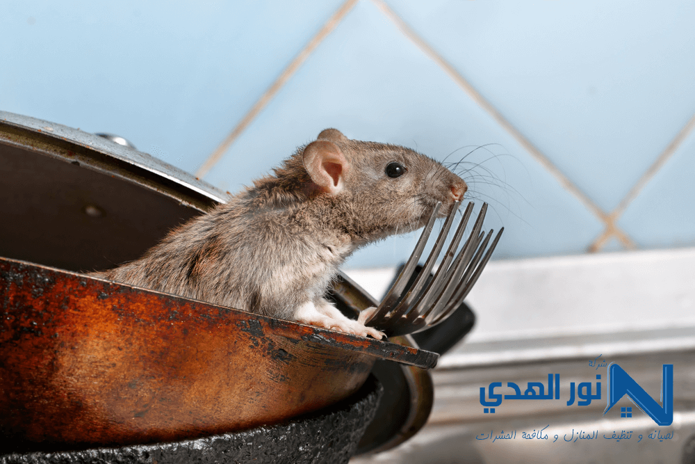 شركة مكافحة البق بحي الربيع