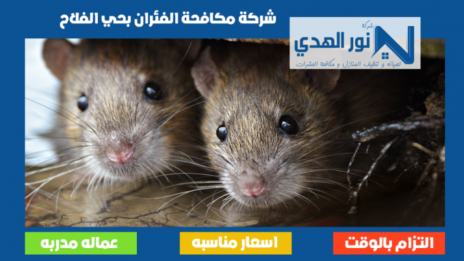 شركة مكافحة الفئران بحي الفلاح