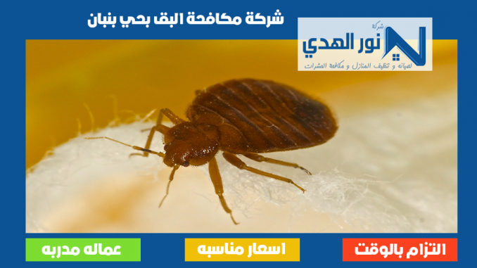 شركة مكافحة البق بحي بنبان