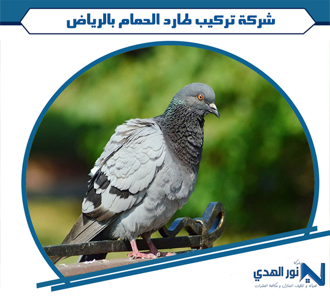 شركة تركيب طارد الحمام بالرياض