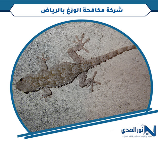 شركة مكافحة الوزغ بالرياض